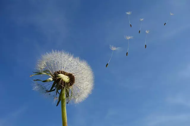 Erfülltes Leben führen - Bild von einer Pusteblume im Wind